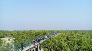 Dobanki Canopy Walk: A Bird’s Eye View of the Sundarban Mangroves